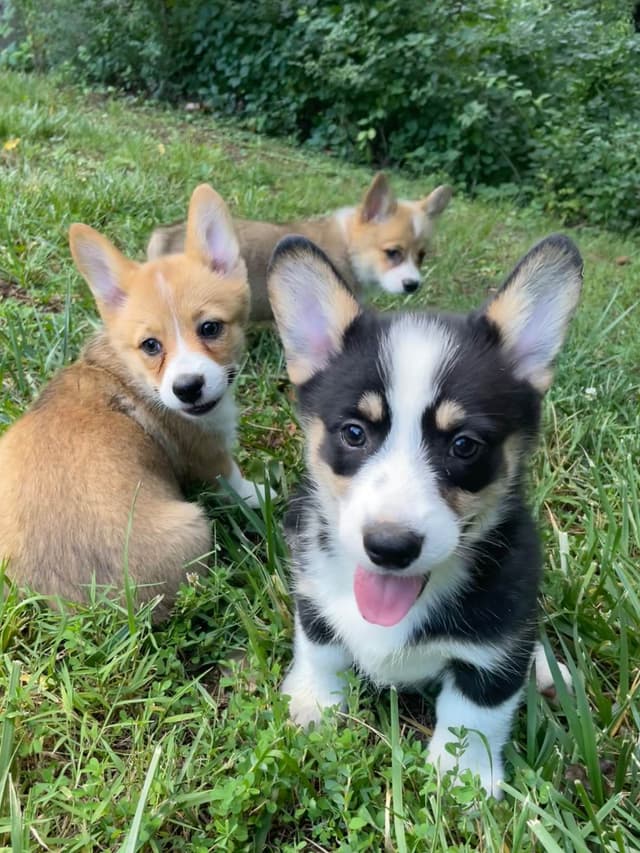 Pembroke Welsh Corgi Puppies media 8