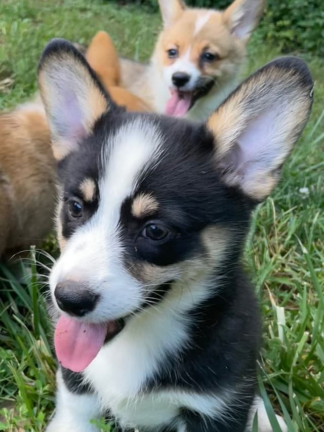 Pembroke Welsh Corgi Puppies media 9