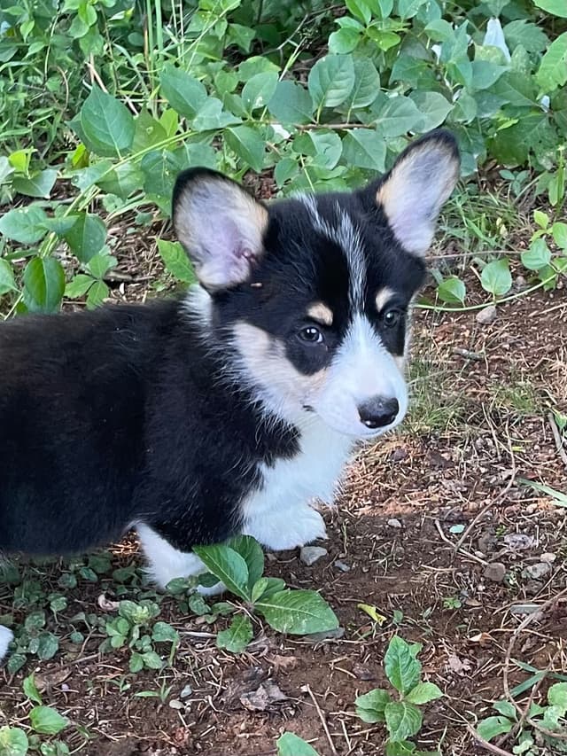 Pembroke Welsh Corgi Puppies media 10