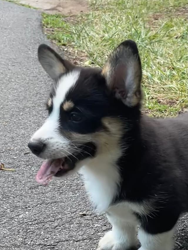 Pembroke Welsh Corgi Puppies media 11