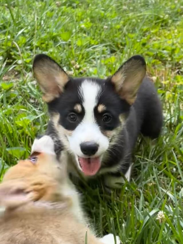 Pembroke Welsh Corgi Puppies media 12