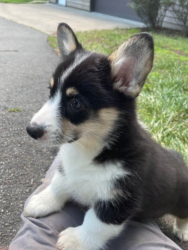 Pembroke Welsh Corgi Puppies media 13
