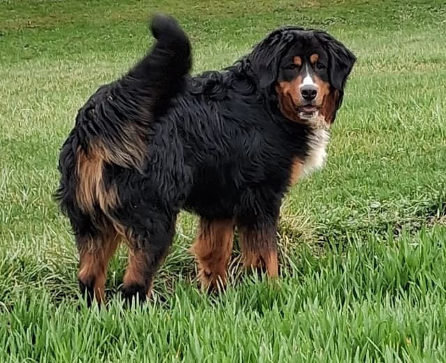 Bernese Mountain Dog Puppies media 7