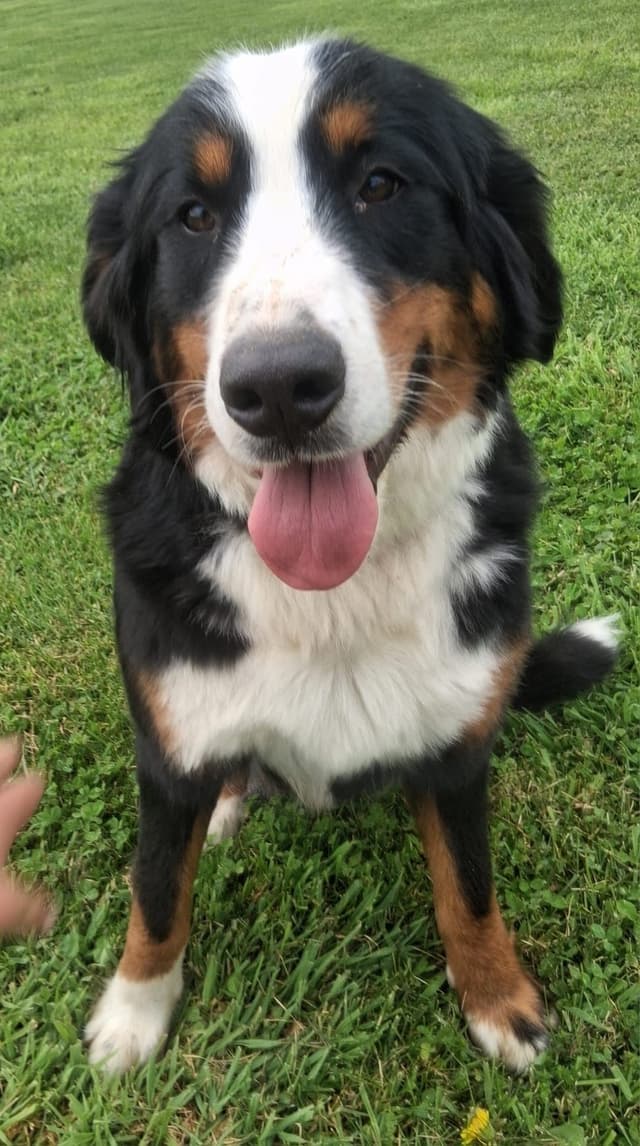 Bernese Mountain Dog Puppies media 8