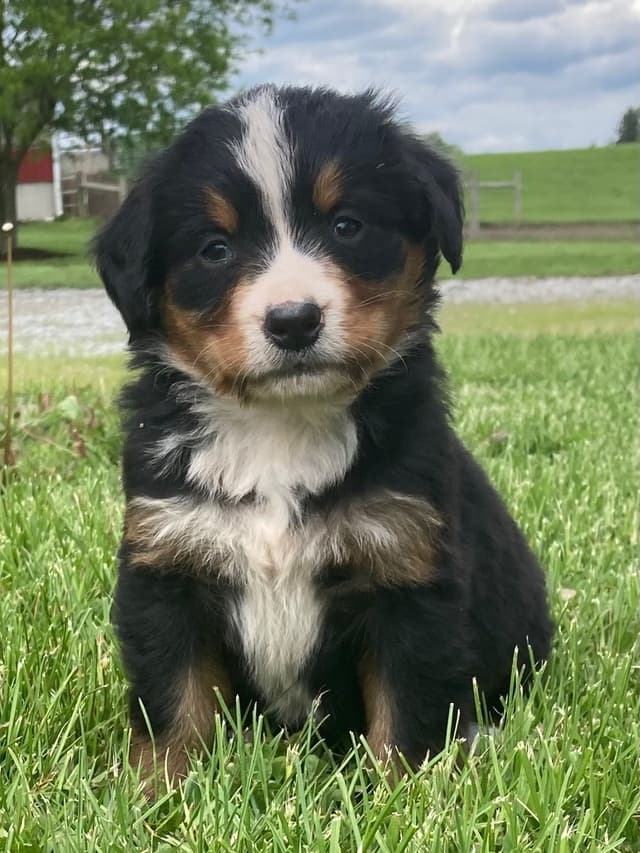 Bernese Mountain Dog Puppies media 2