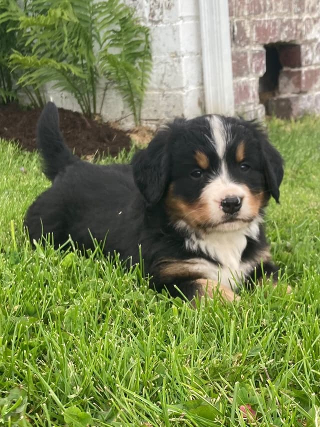 Bernese Mountain Dog Puppies media 5
