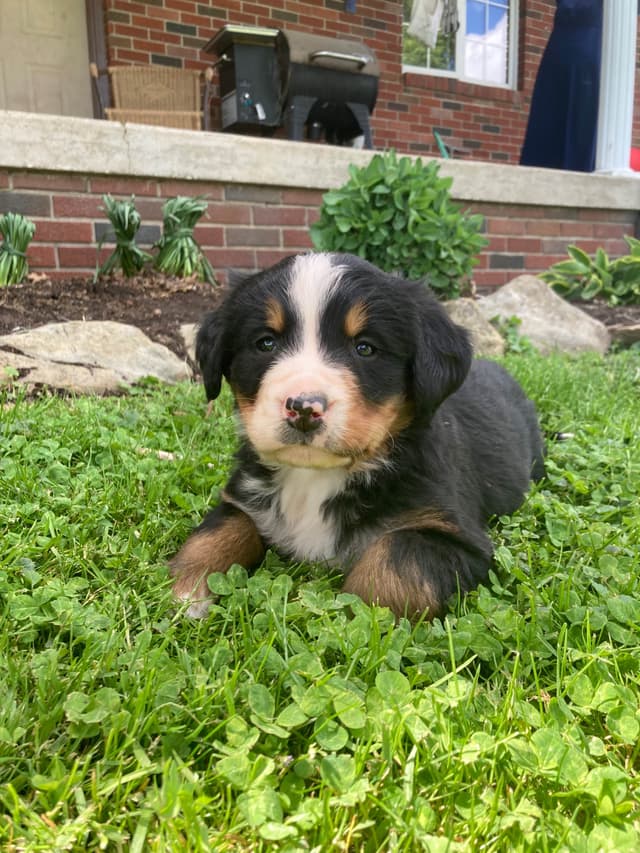Bernese Mountain Dog Puppies media 6