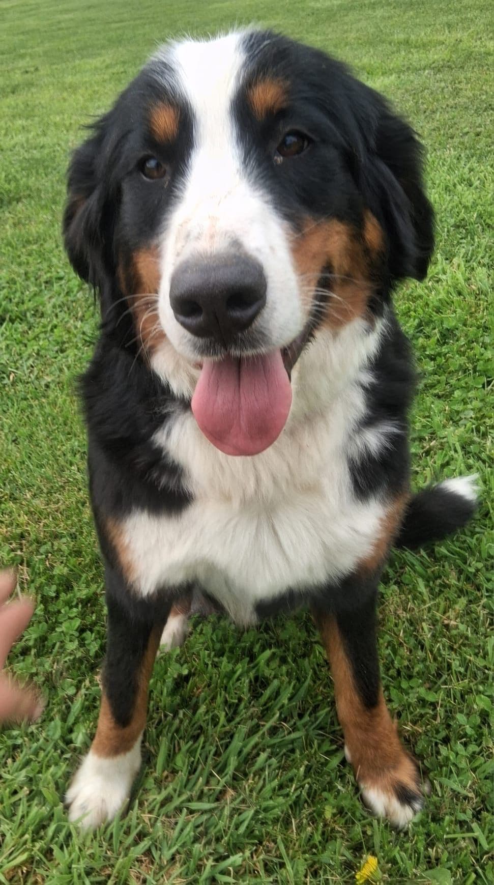 Bernese Mountain Dog Puppies breeder image 1