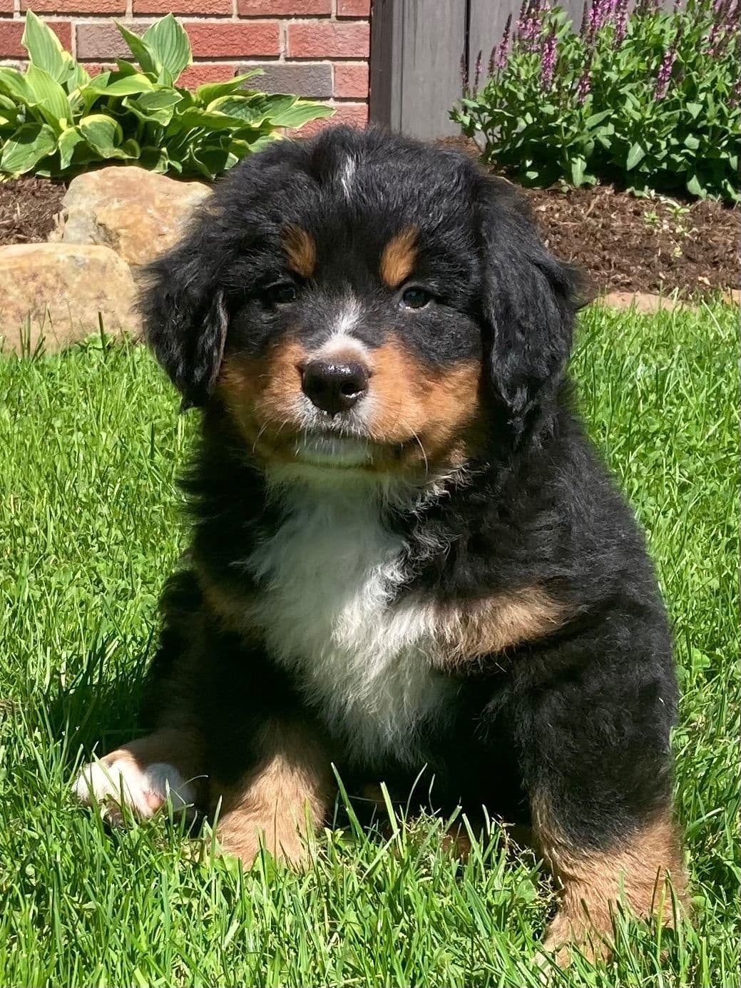 Bernese Mountain Dog Puppies breeder image 3