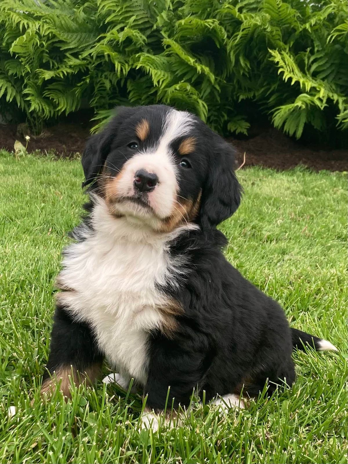 Bernese Mountain Dog Puppies breeder image 4