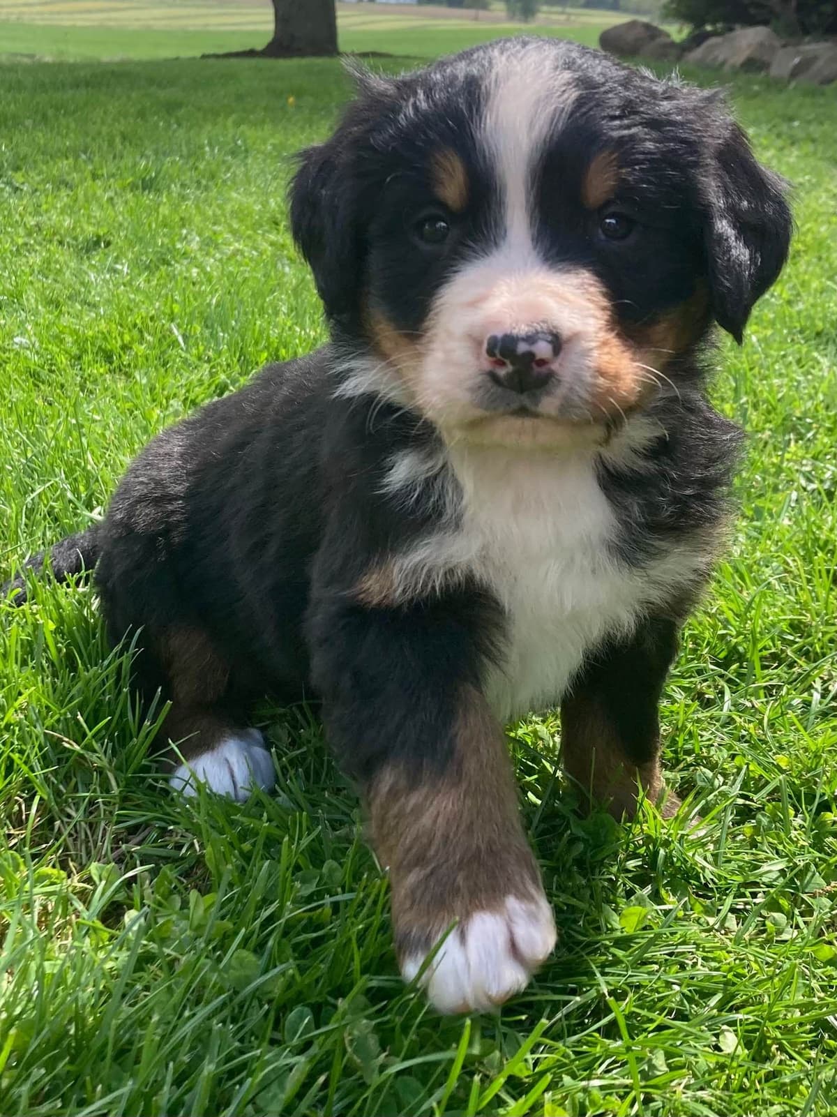 Bernese Mountain Dog Puppies breeder image 5