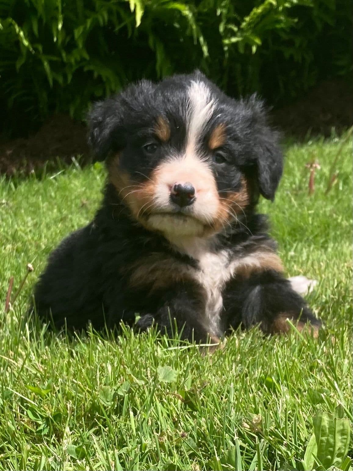 Bernese Mountain Dog Puppies breeder image 8