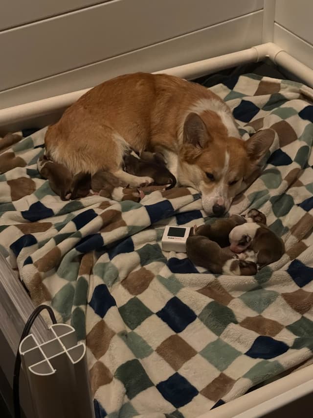 NYC Pembroke Welsh Corgi Puppies media 3