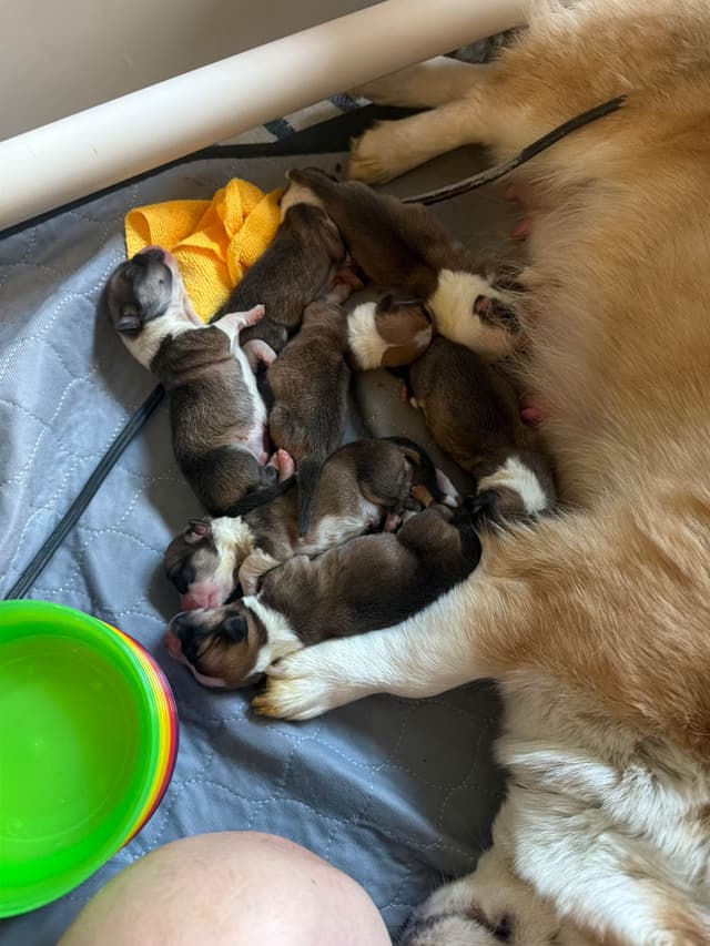 NYC Pembroke Welsh Corgi Puppies media 5