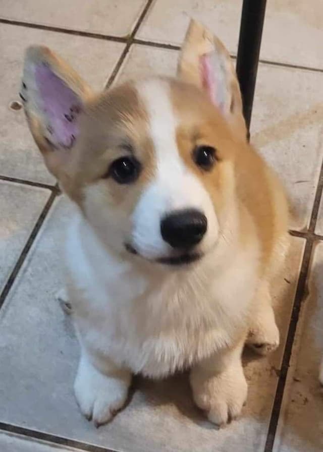 NYC Pembroke Welsh Corgi Puppies media 6