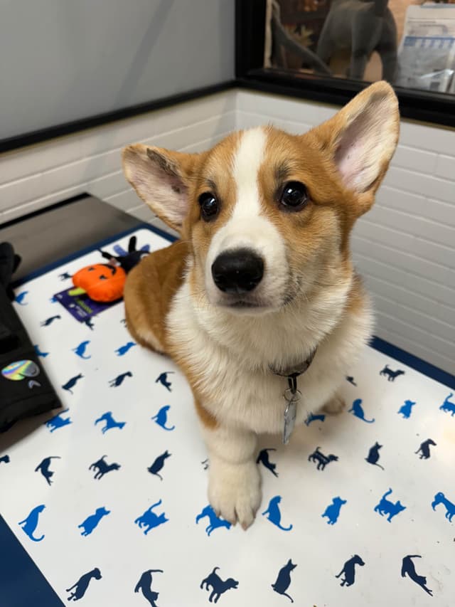 NYC Pembroke Welsh Corgi Puppies media 9