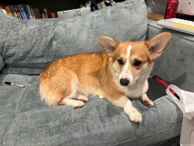 NYC Pembroke Welsh Corgi Puppies media 10