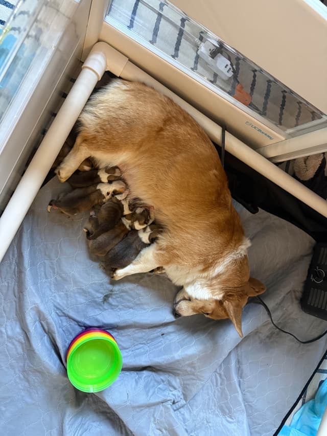 NYC Pembroke Welsh Corgi Puppies media 11