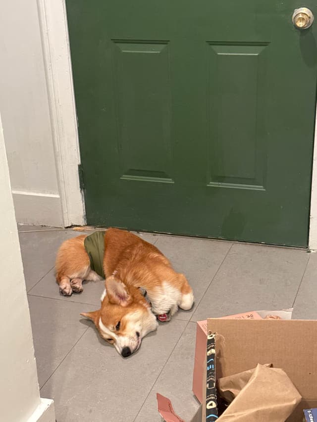NYC Pembroke Welsh Corgi Puppies media 12