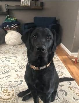 Labrador Retriever Puppies media 3