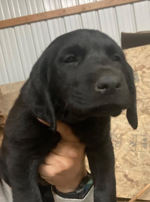 Labrador Retriever Puppies media 4