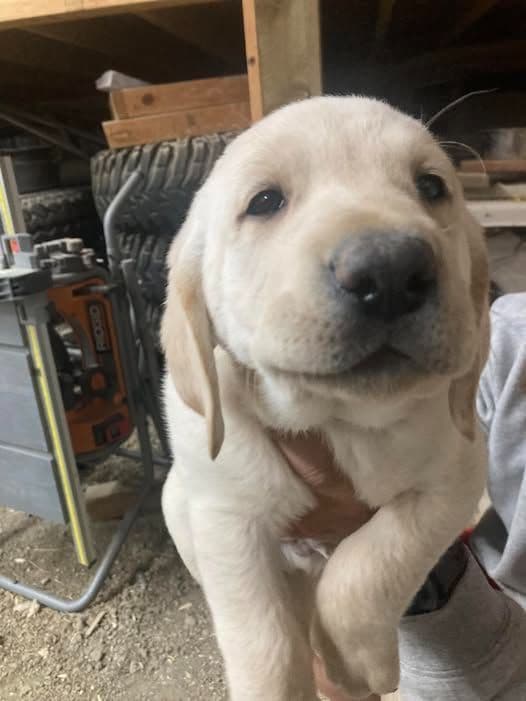 Labrador Retriever Puppies media 7