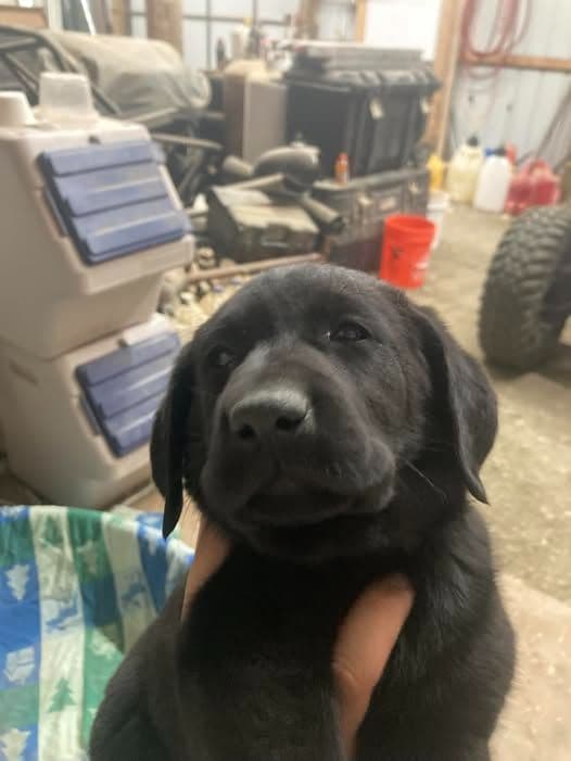 Labrador Retriever Puppies media 6