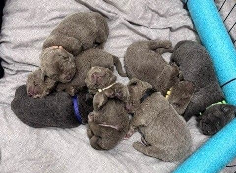 Silver & Charcoal Labrador Retriever Puppies - Championship Bloodlines media 2