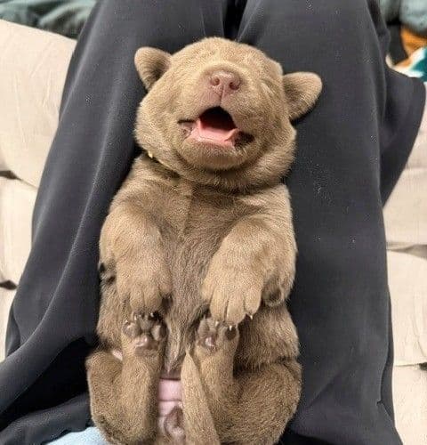 Silver & Charcoal Labrador Retriever Puppies - Championship Bloodlines media 3