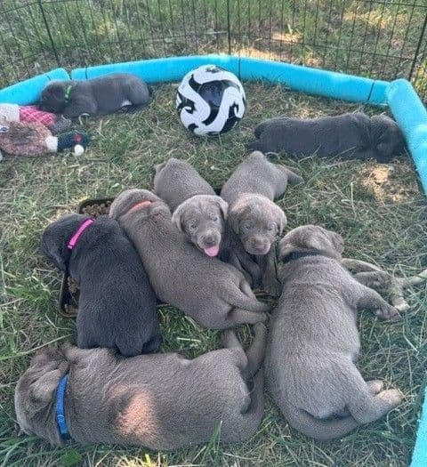 Silver & Charcoal Labrador Retriever Puppies - Championship Bloodlines media 4