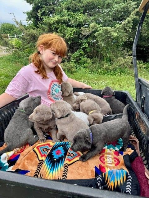 Silver & Charcoal Labrador Retriever Puppies - Championship Bloodlines media 5