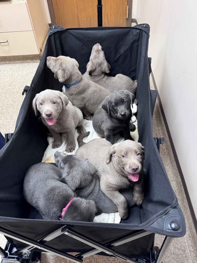 Silver & Charcoal Labrador Retriever Puppies - Championship Bloodlines media 6