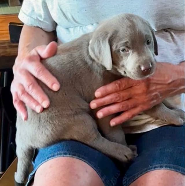 Silver & Charcoal Labrador Retriever Puppies - Championship Bloodlines media 8