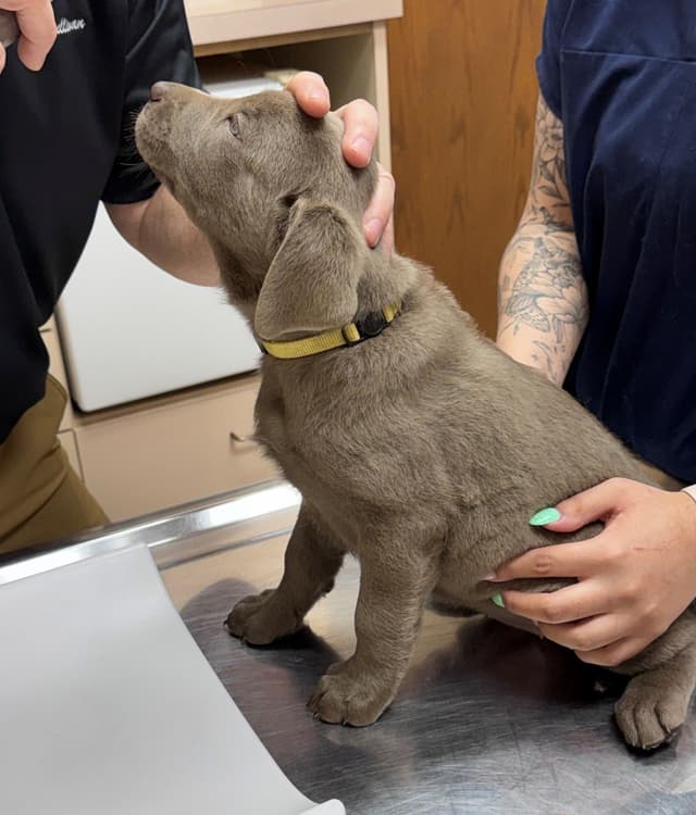Silver & Charcoal Labrador Retriever Puppies - Championship Bloodlines media 9