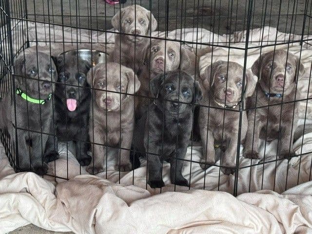 Silver & Charcoal Labrador Retriever Puppies - Championship Bloodlines media 10