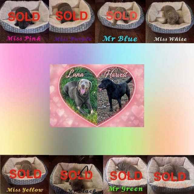 Silver & Charcoal Labrador Retriever Puppies - Championship Bloodlines media 11