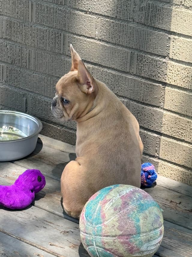 French Bulldog Puppies media 2