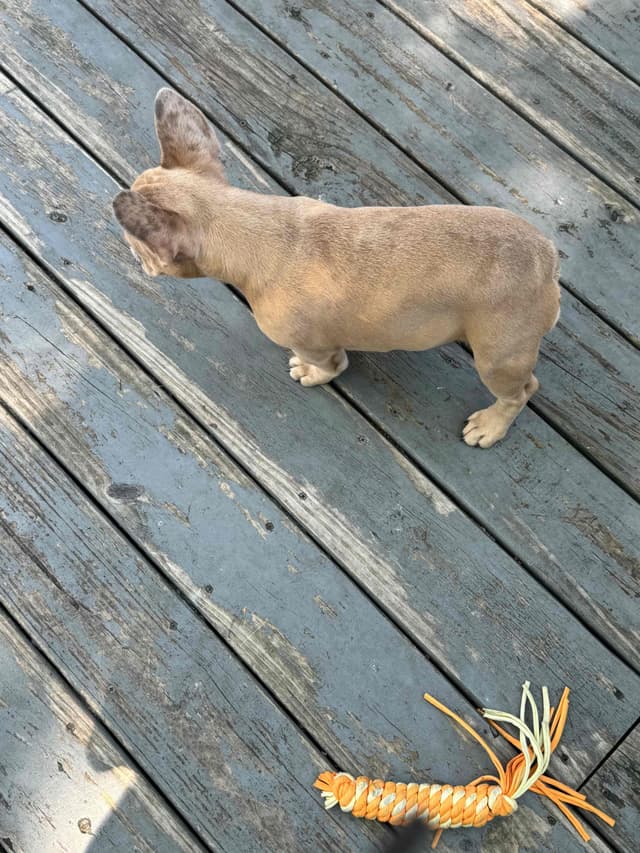 French Bulldog Puppies media 3
