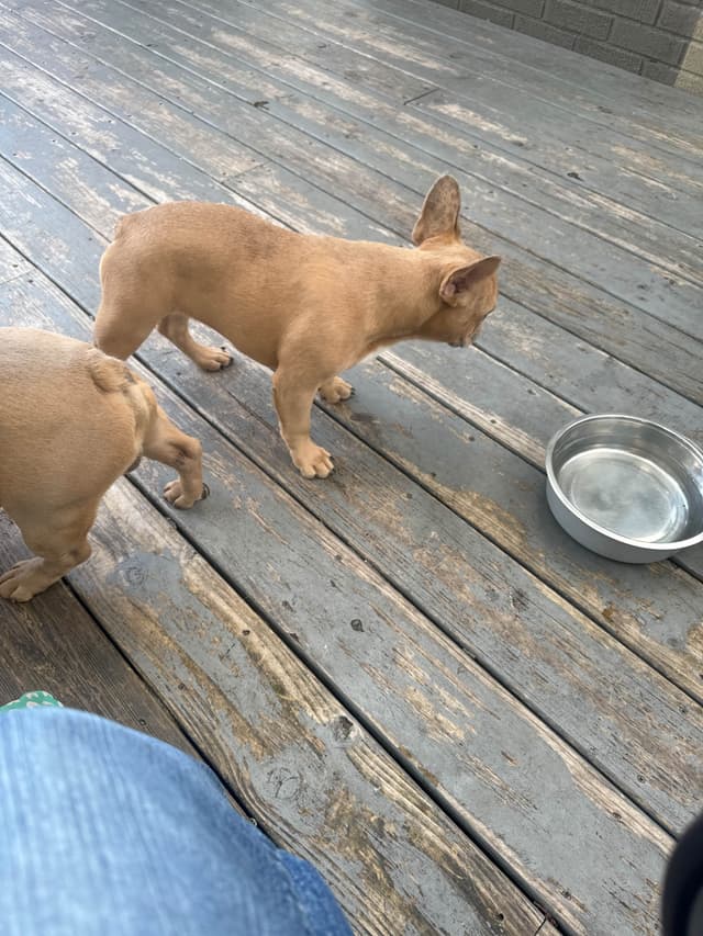French Bulldog Puppies media 5