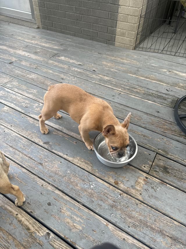 French Bulldog Puppies media 6