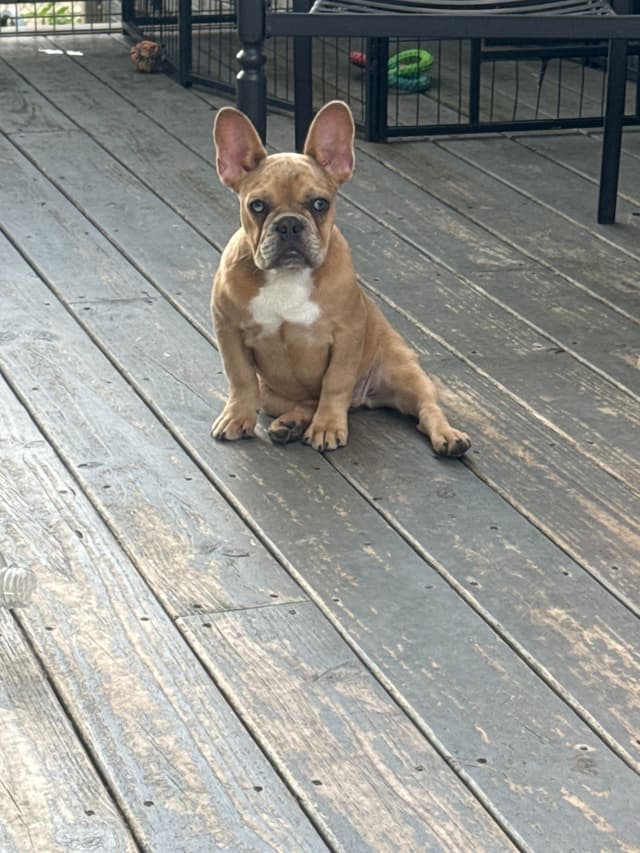 French Bulldog Puppies media 7