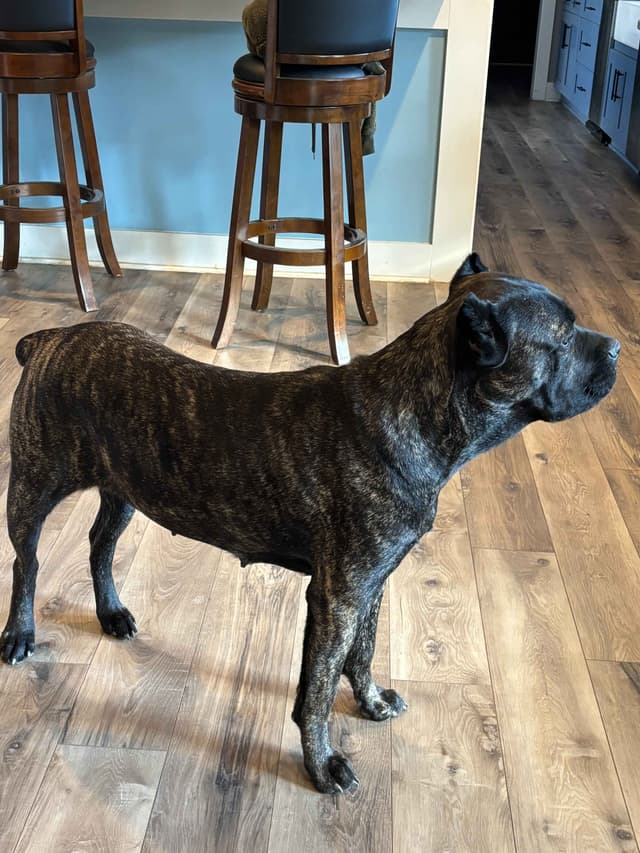 Cane Corso Puppies media 2