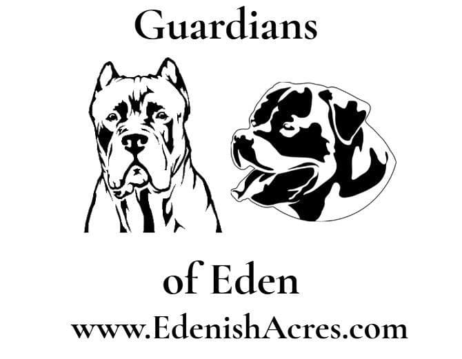 Cane Corso Puppies breeder image 1