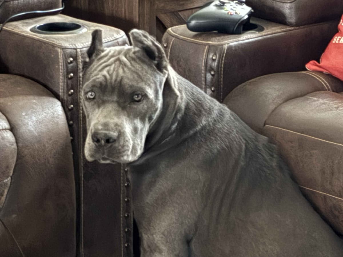 Cane Corso Puppies breeder image 4
