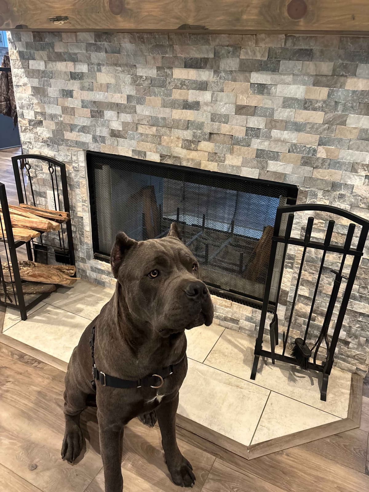 Cane Corso Puppies breeder image 2