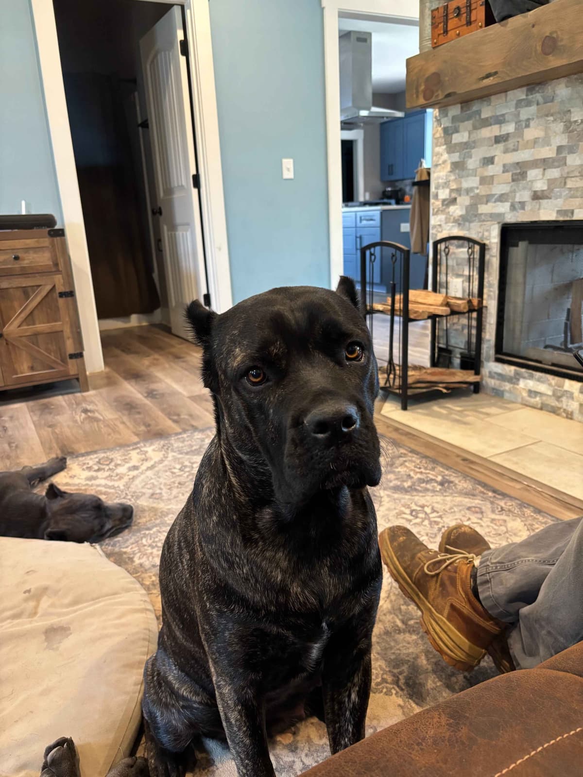 Cane Corso Puppies breeder image 5