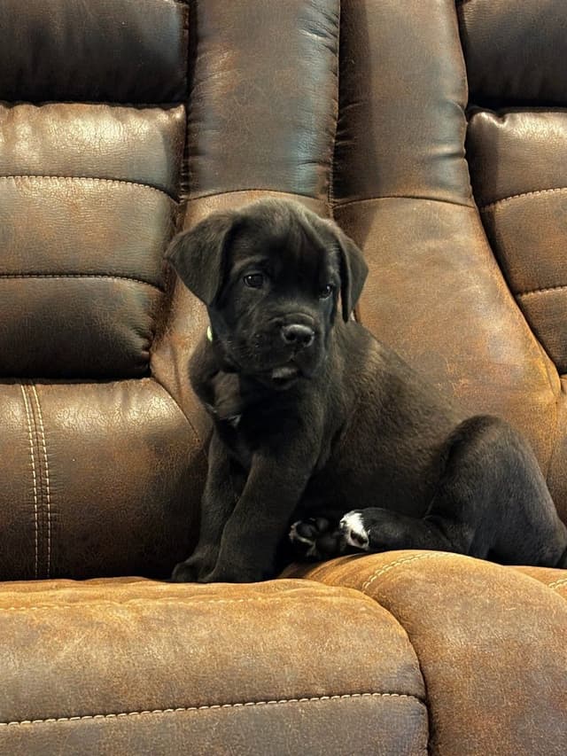 Cane Corso Puppies media 3