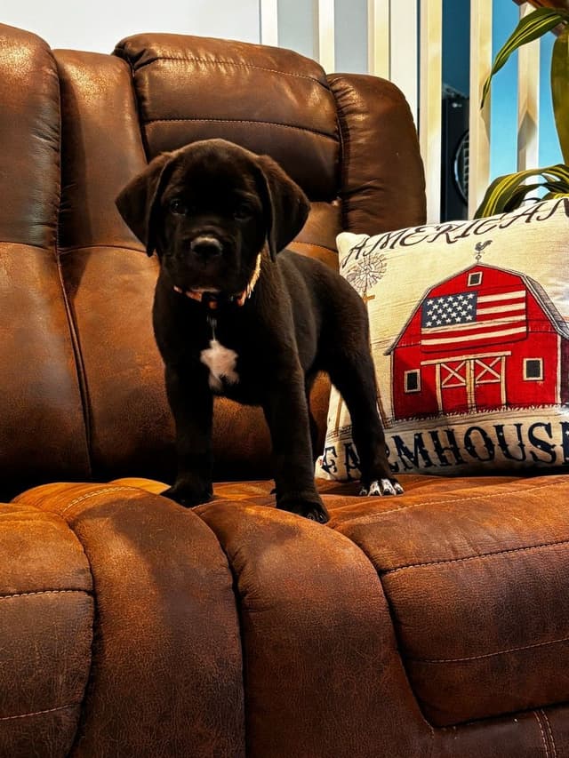 Cane Corso Puppies media 7