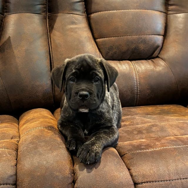 Cane Corso Puppies media 5