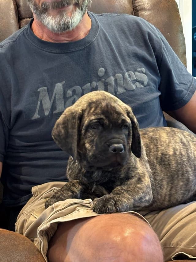 Cane Corso Puppies media 4